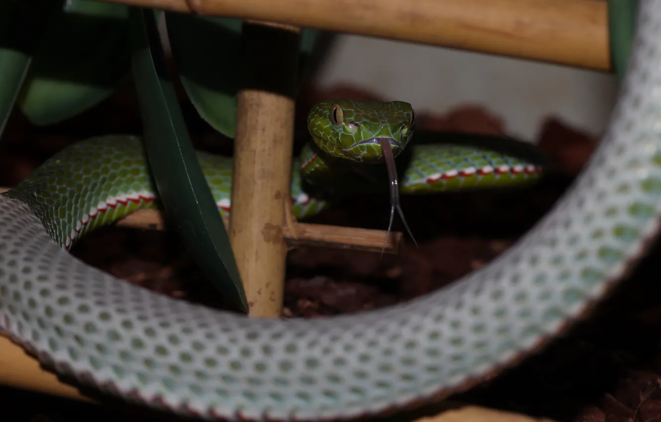Photo wallpaper green, snake, macro, pit viper