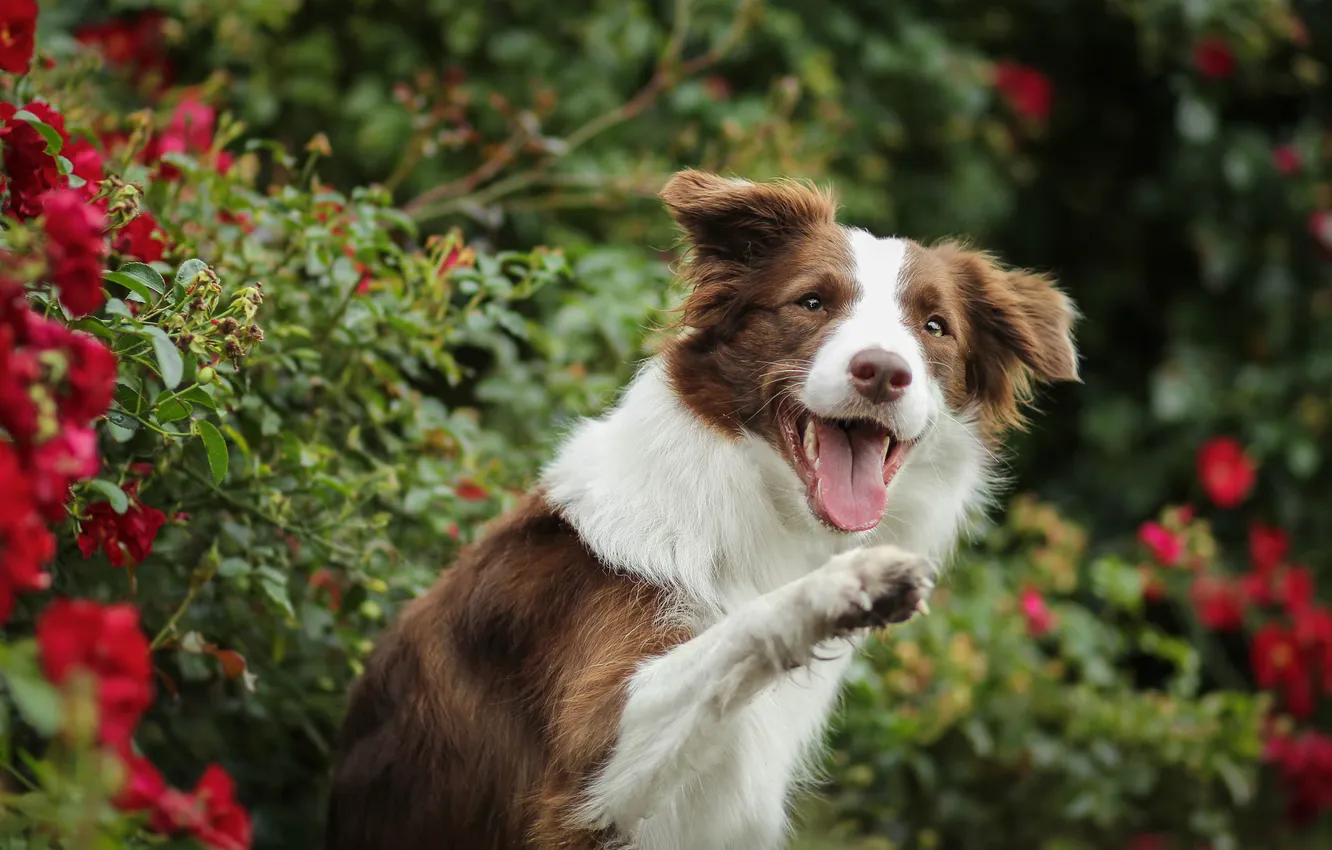 Photo wallpaper language, look, flowers, pose, dog, garden, face, foot