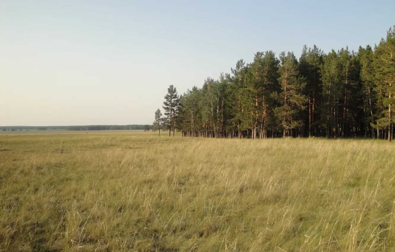 Photo wallpaper forest, yellow grass, yellow, the steppe, heat, horizon, space, pine