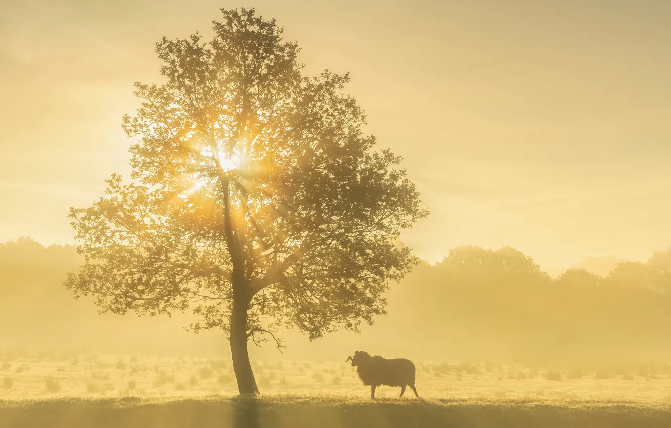 Photo wallpaper nature, fog, sheep, morning