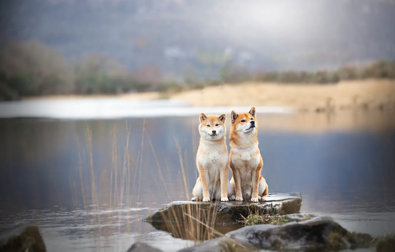 Photo wallpaper look, landscape, nature, pose, dog, face, a couple