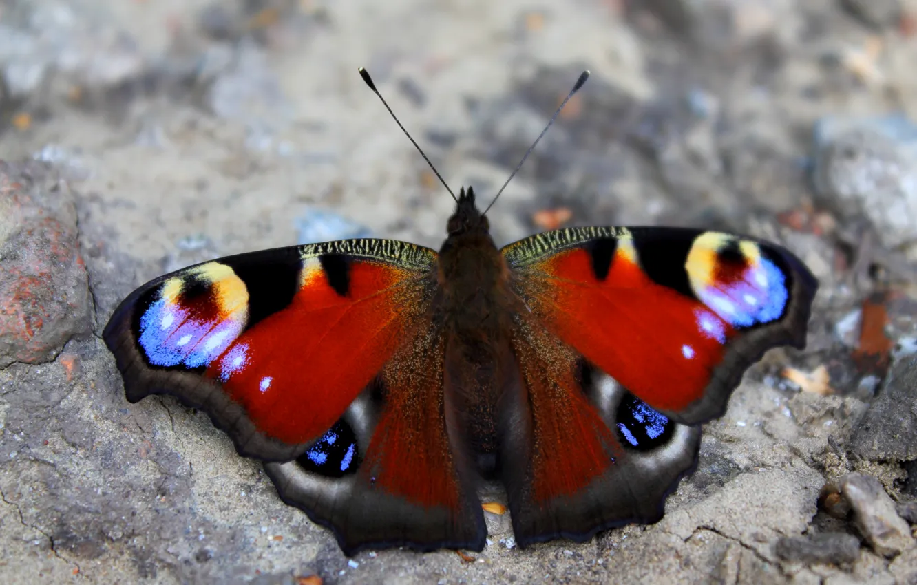 Photo wallpaper animal, butterfly, insect