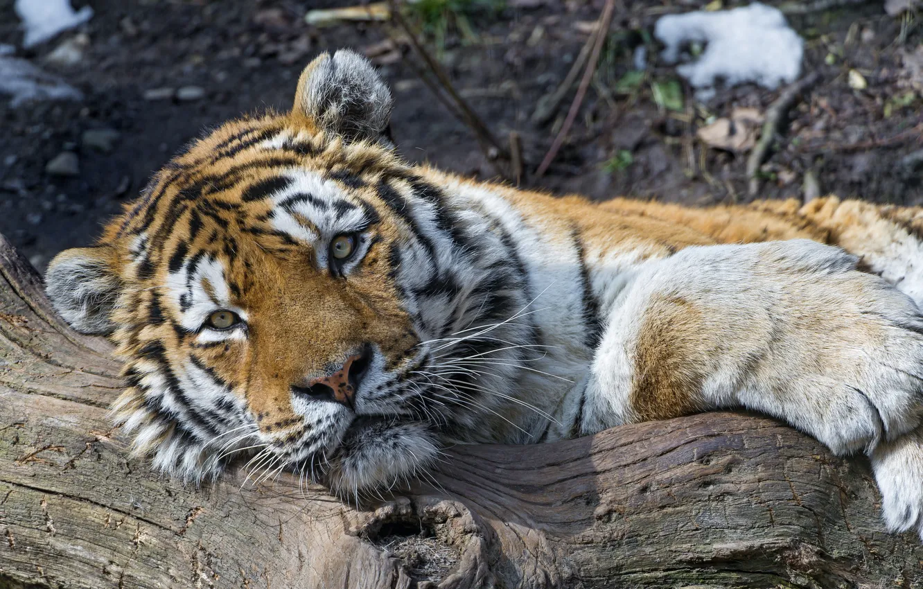 Photo wallpaper cat, look, tiger, stay, log, the Amur tiger, ©Tambako The Jaguar