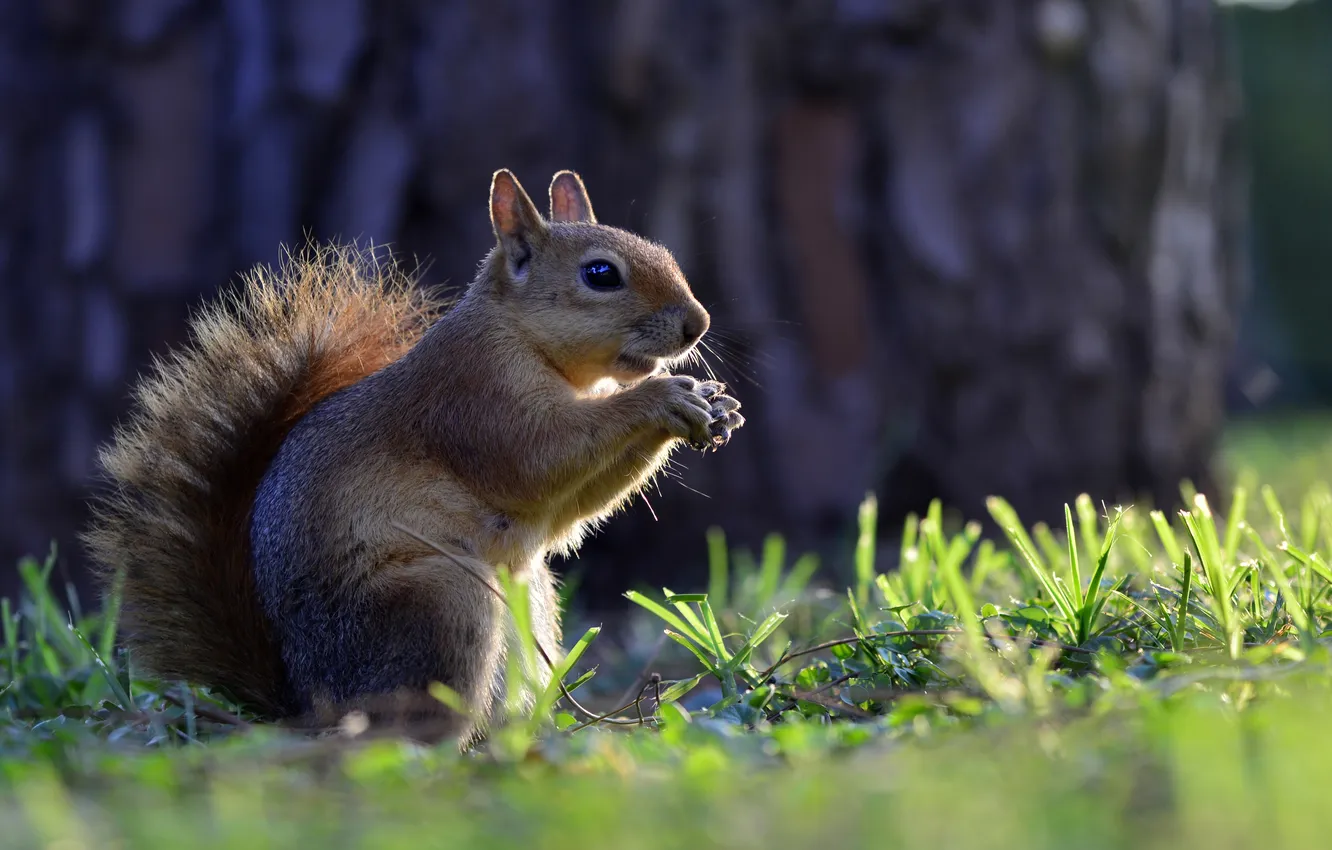 Photo wallpaper grass, protein, animal