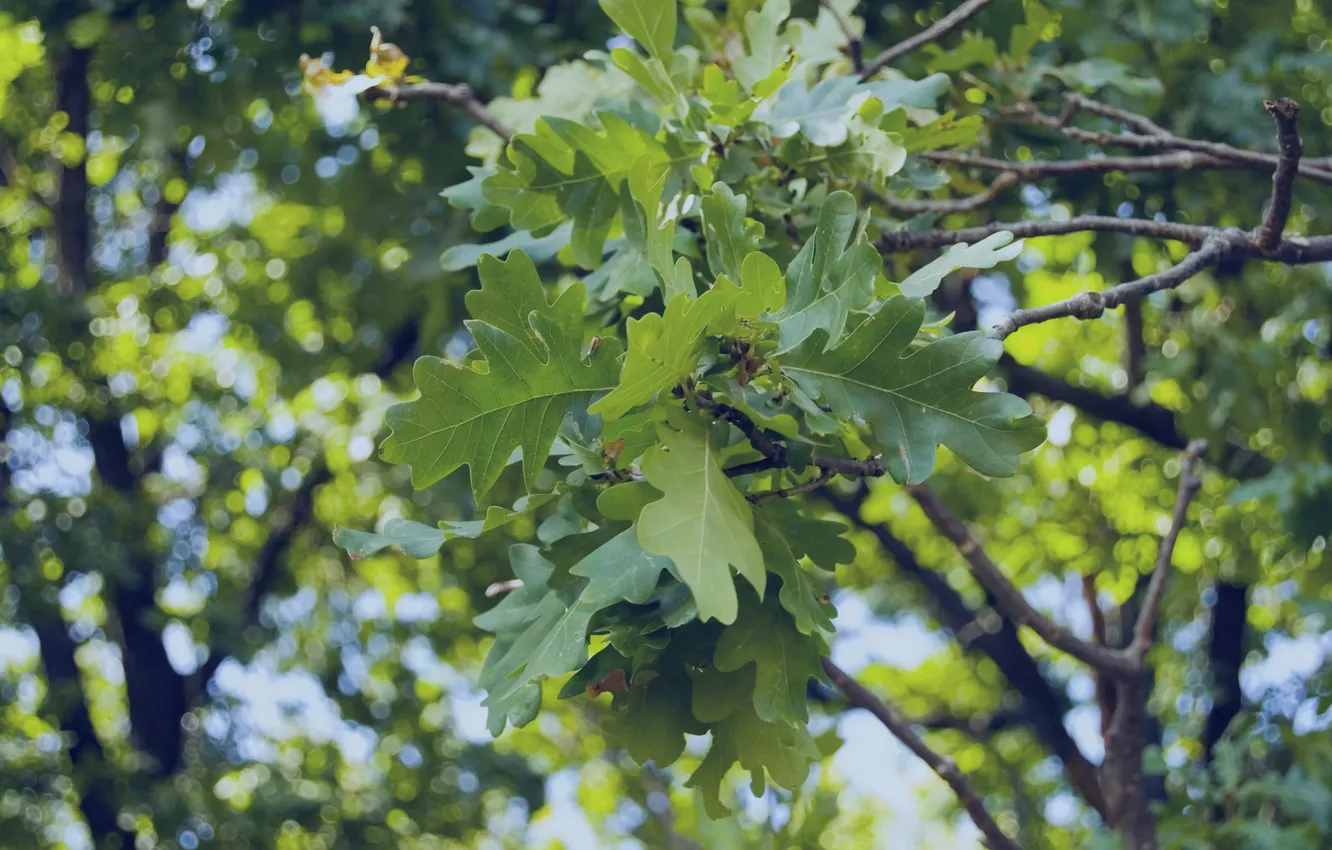Photo wallpaper greens, leaves, green, oak