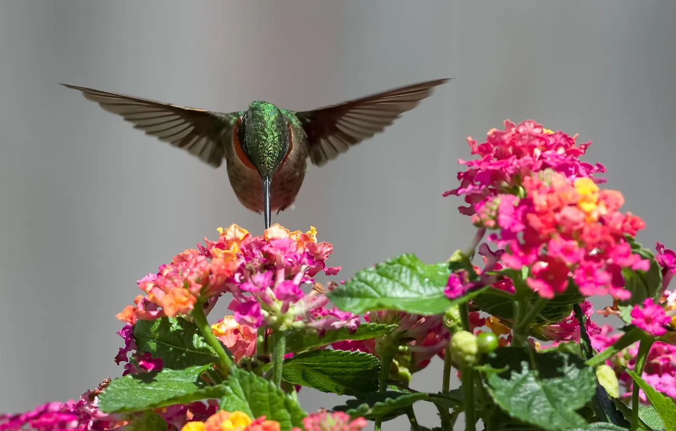 Photo wallpaper flowers, nectar, bird, Hummingbird