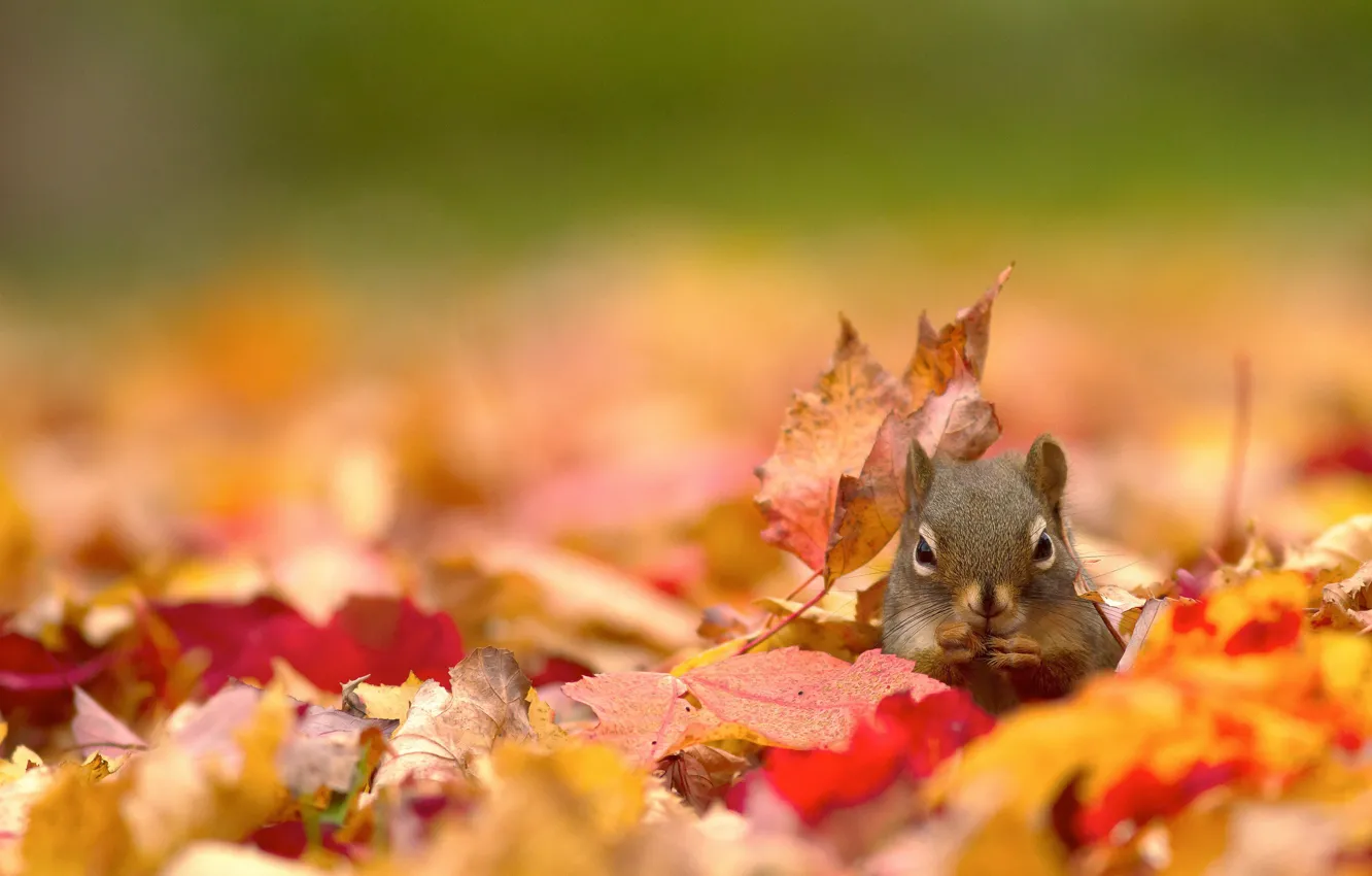 Photo wallpaper autumn, leaves, nature, protein