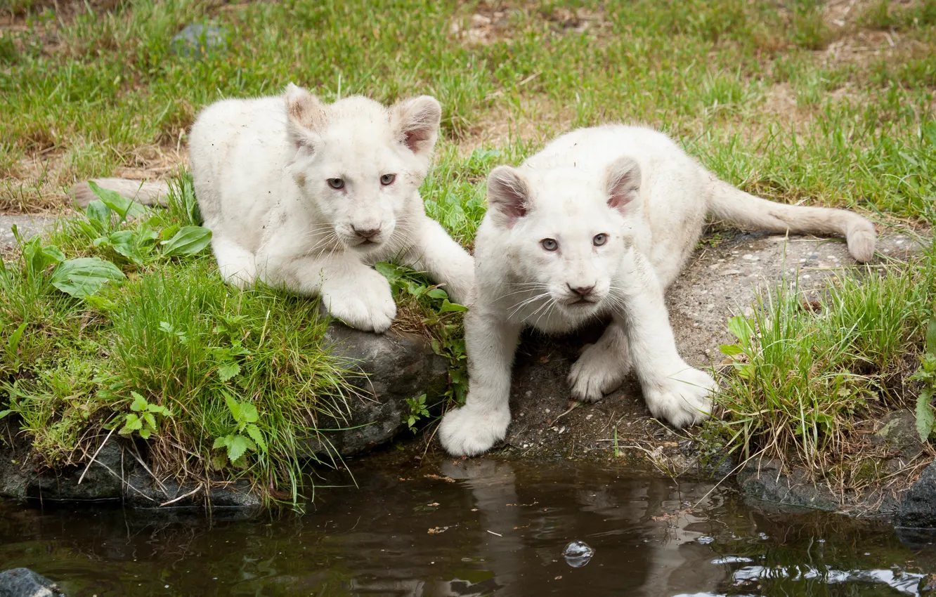 Photo wallpaper cat, grass, kittens, the cubs, white lions, pond, lion
