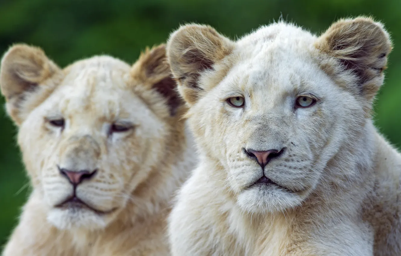 Photo wallpaper face, cats, the cubs, white lion, ©Tambako The Jaguar