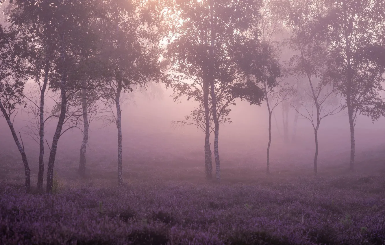 Photo wallpaper fog, birch, Heather