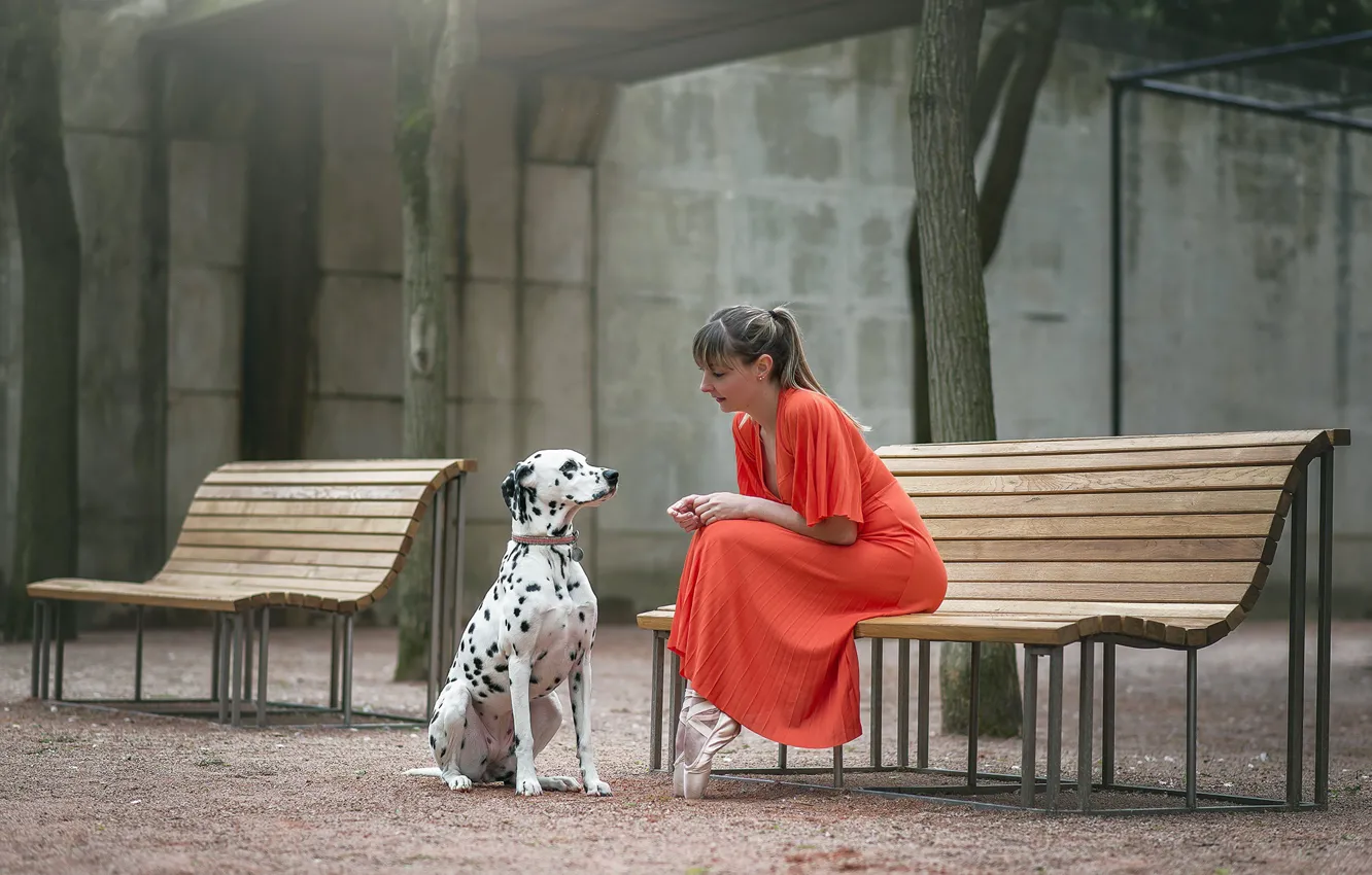 Photo wallpaper girl, dog, bench