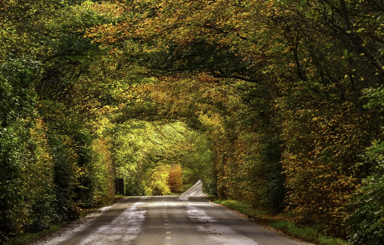 Photo wallpaper road, autumn, fall, foliage