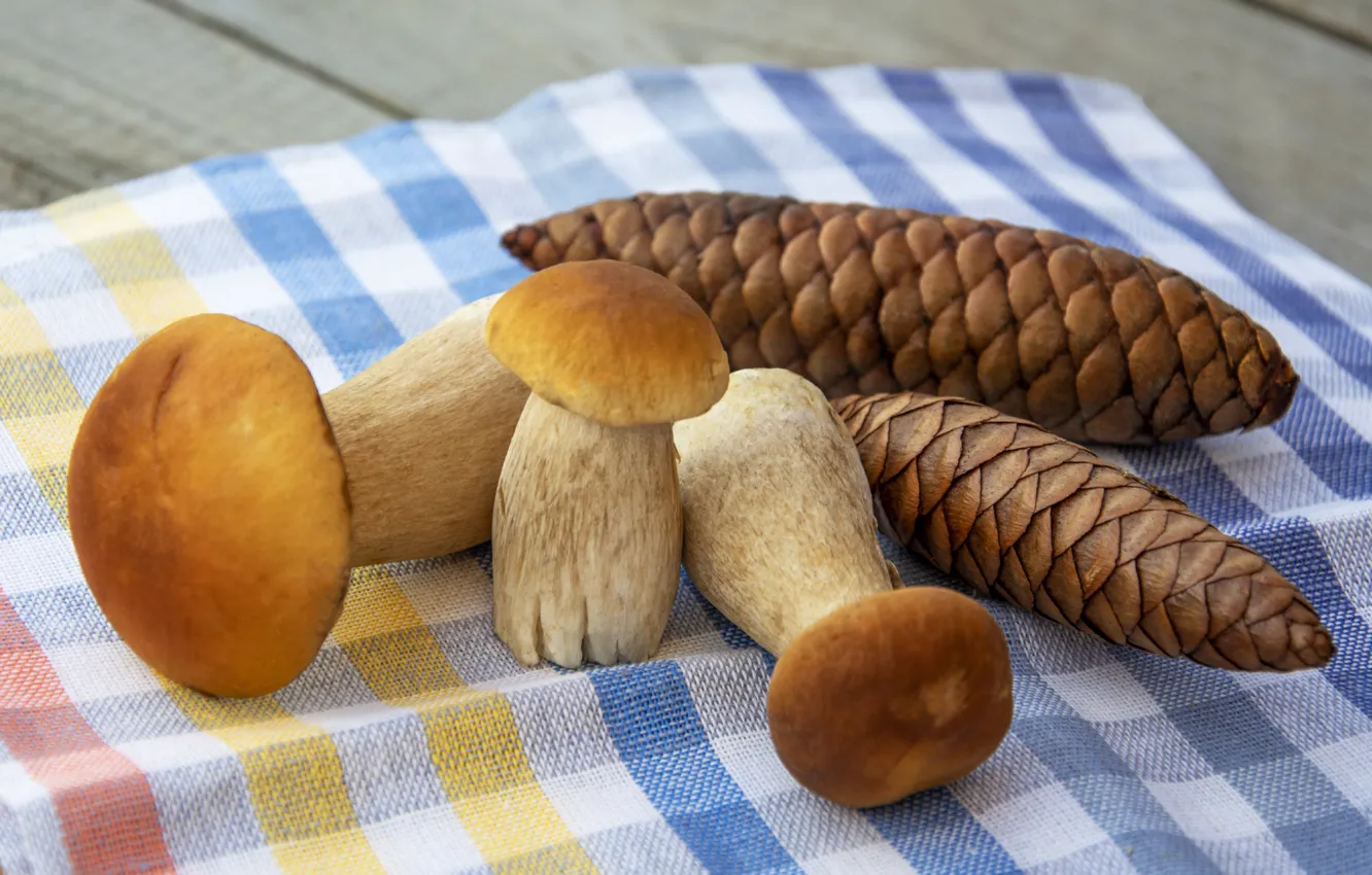 Photo wallpaper table, mushrooms, towel, trio, bumps, mushroom, white mushrooms, burly
