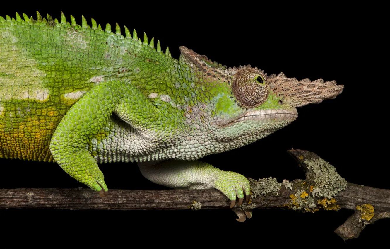 Photo wallpaper green, chameleon, branch