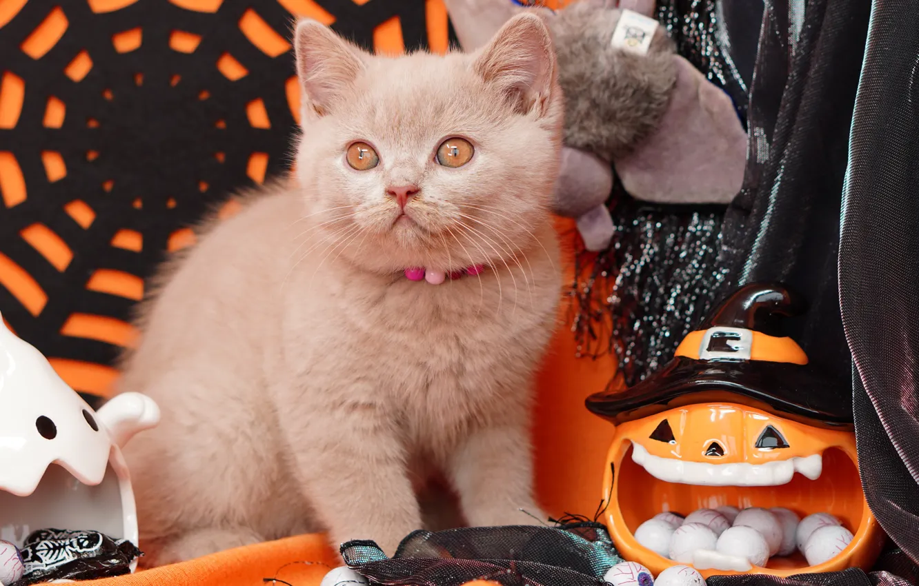 Photo wallpaper autumn, cat, eyes, look, pose, grey, holiday, toy