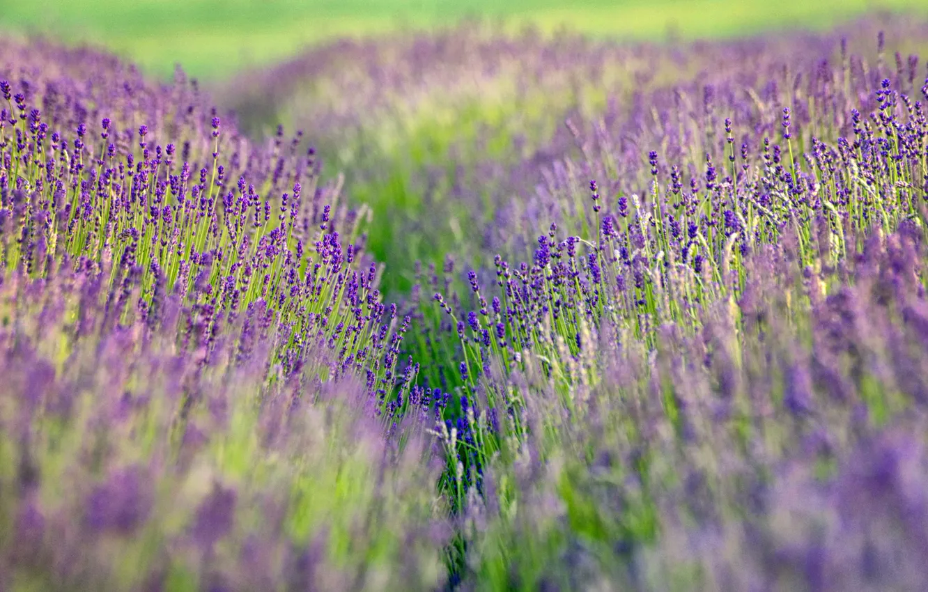 Photo wallpaper field, lavender, bokeh, farm, lavender fields