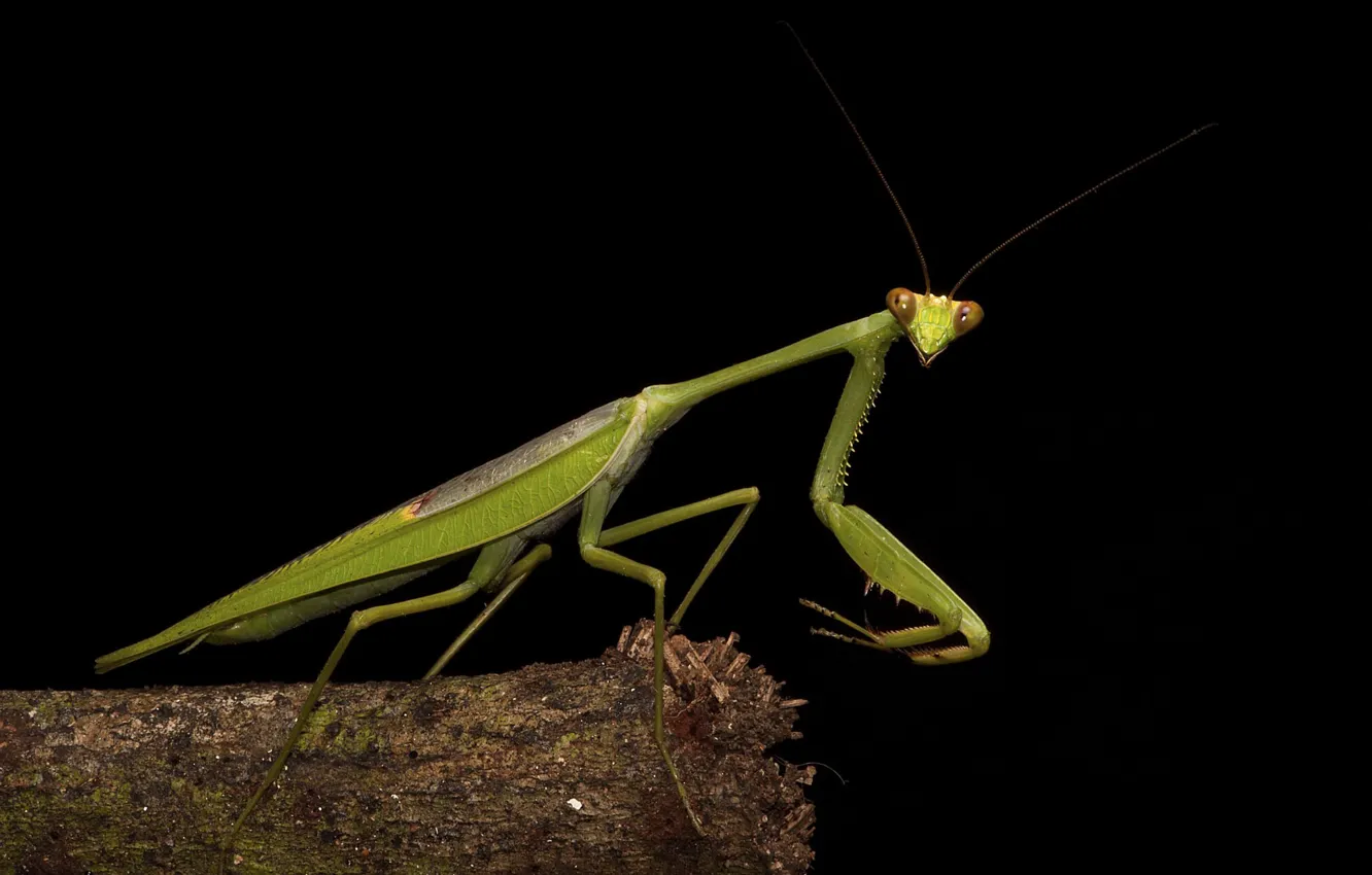 Photo wallpaper macro, green, mantis