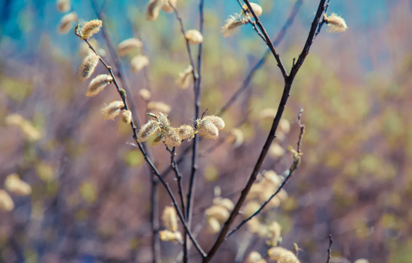 Photo wallpaper macro, spring, kidney, the bushes, Verba