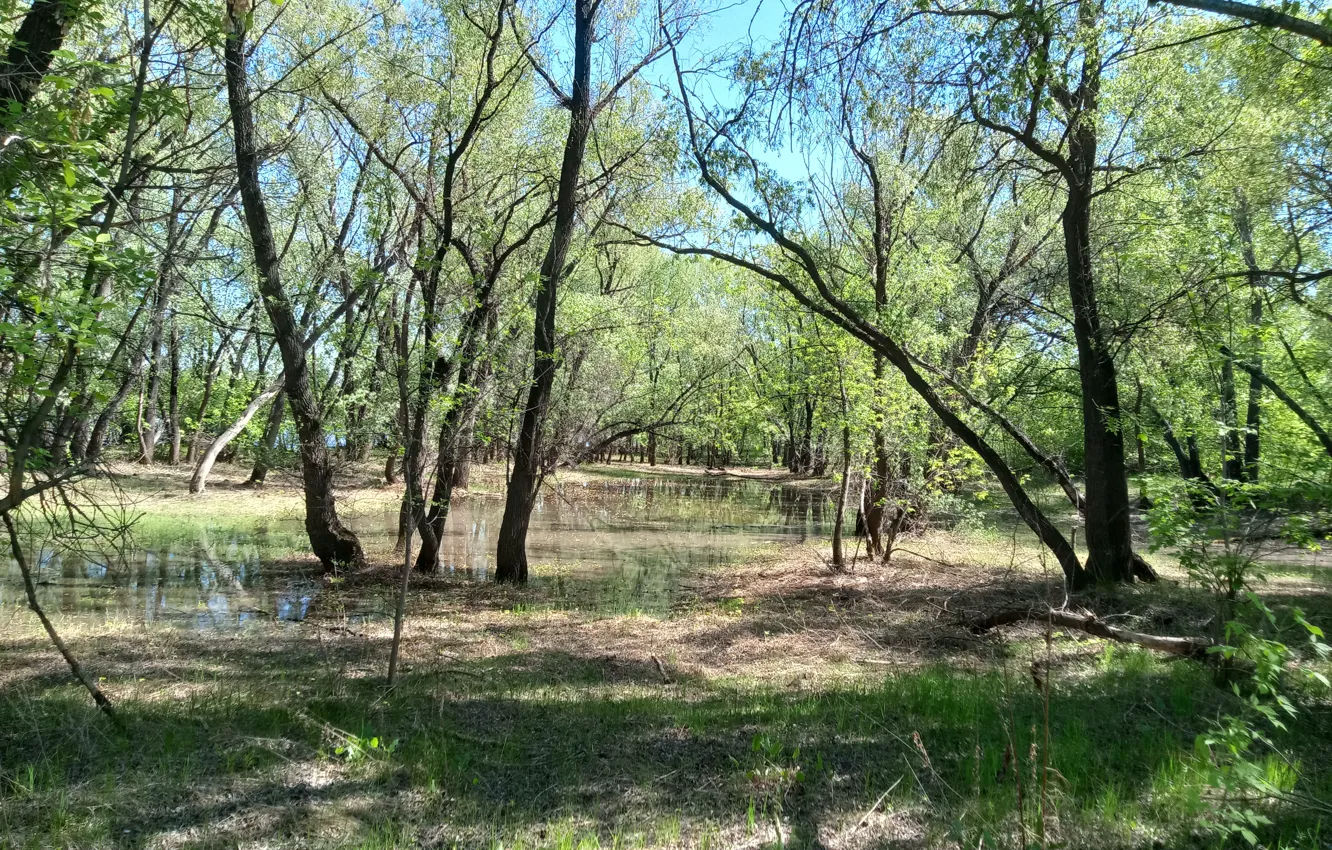 Photo wallpaper forest, trees, lake