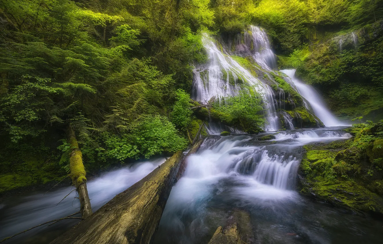 Photo wallpaper forest, river, waterfall, log, cascade, Columbia River Gorge, Panther Creek Falls, Gifford Pinchot National Forest