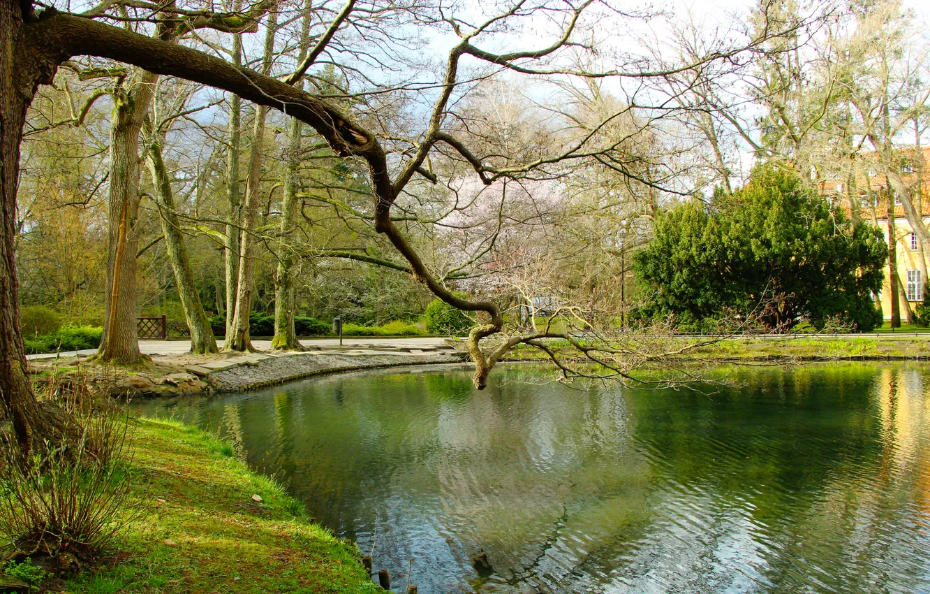 Photo wallpaper water, park, lake, tree, pond
