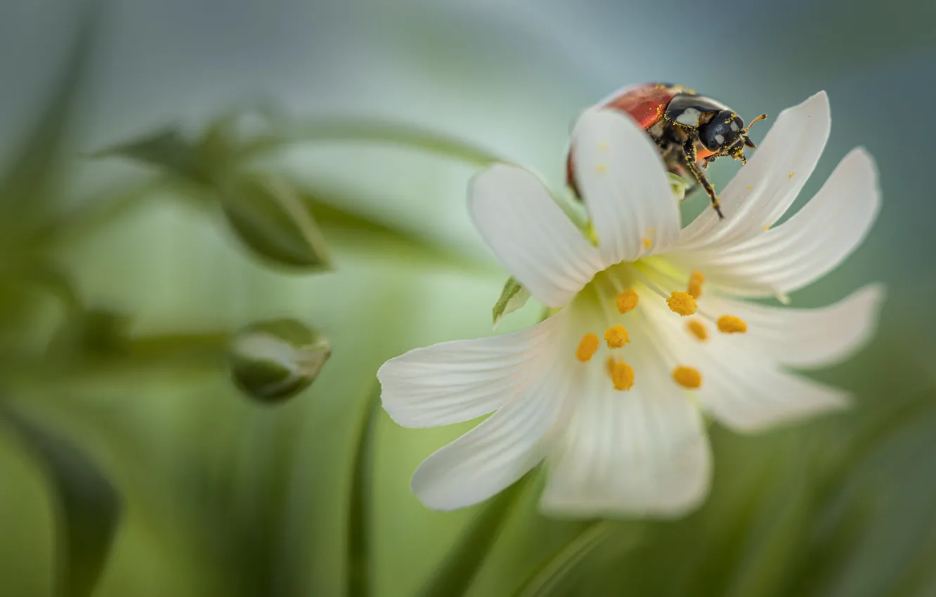 Photo wallpaper flower, macro, nature, pollen, ladybug, beetle, stamens, buds