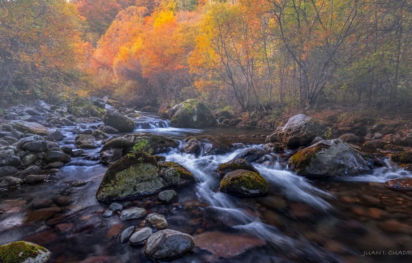 Photo wallpaper autumn, forest, nature, river, stones, threads