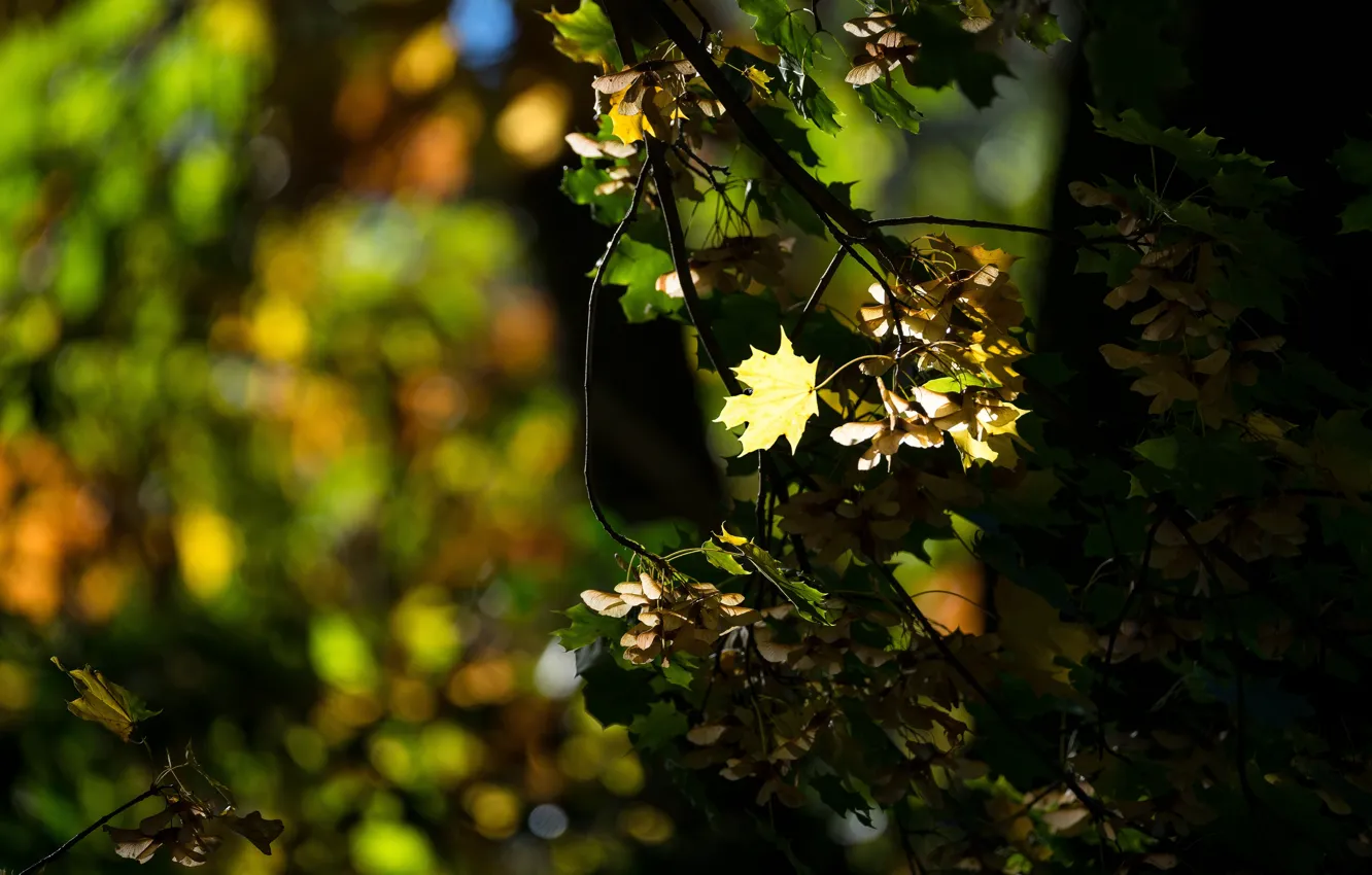 Photo wallpaper maple, light, nature, leaves, branches, autumn