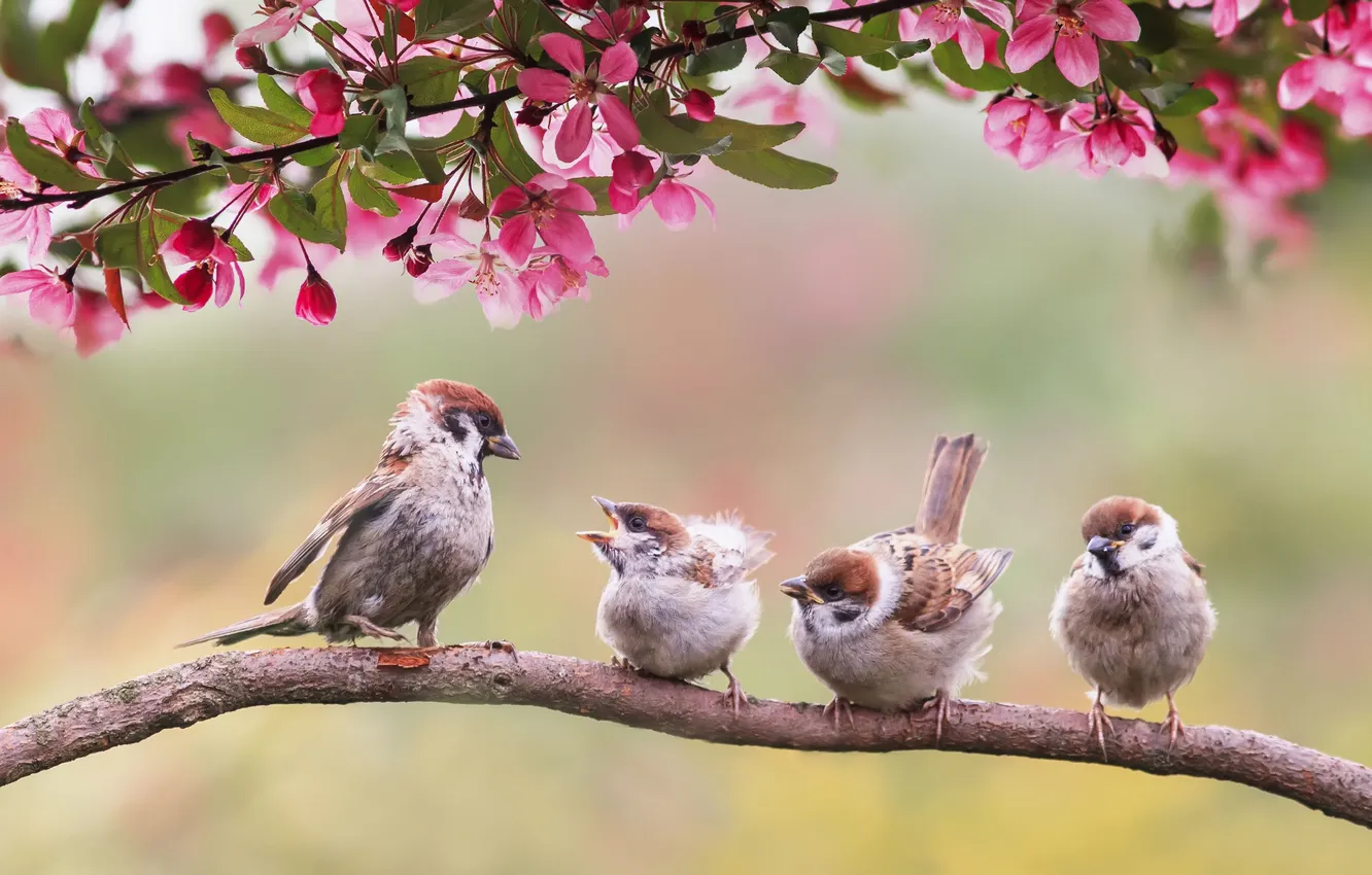Photo wallpaper flowers, branches, bird, spring, Sparrow, pink, flowering, flock