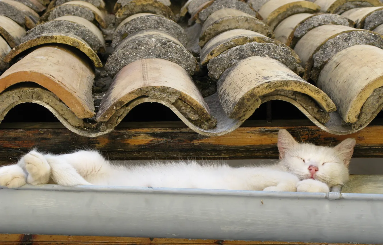 Photo wallpaper Cat, White, Roof, The drain, Slate