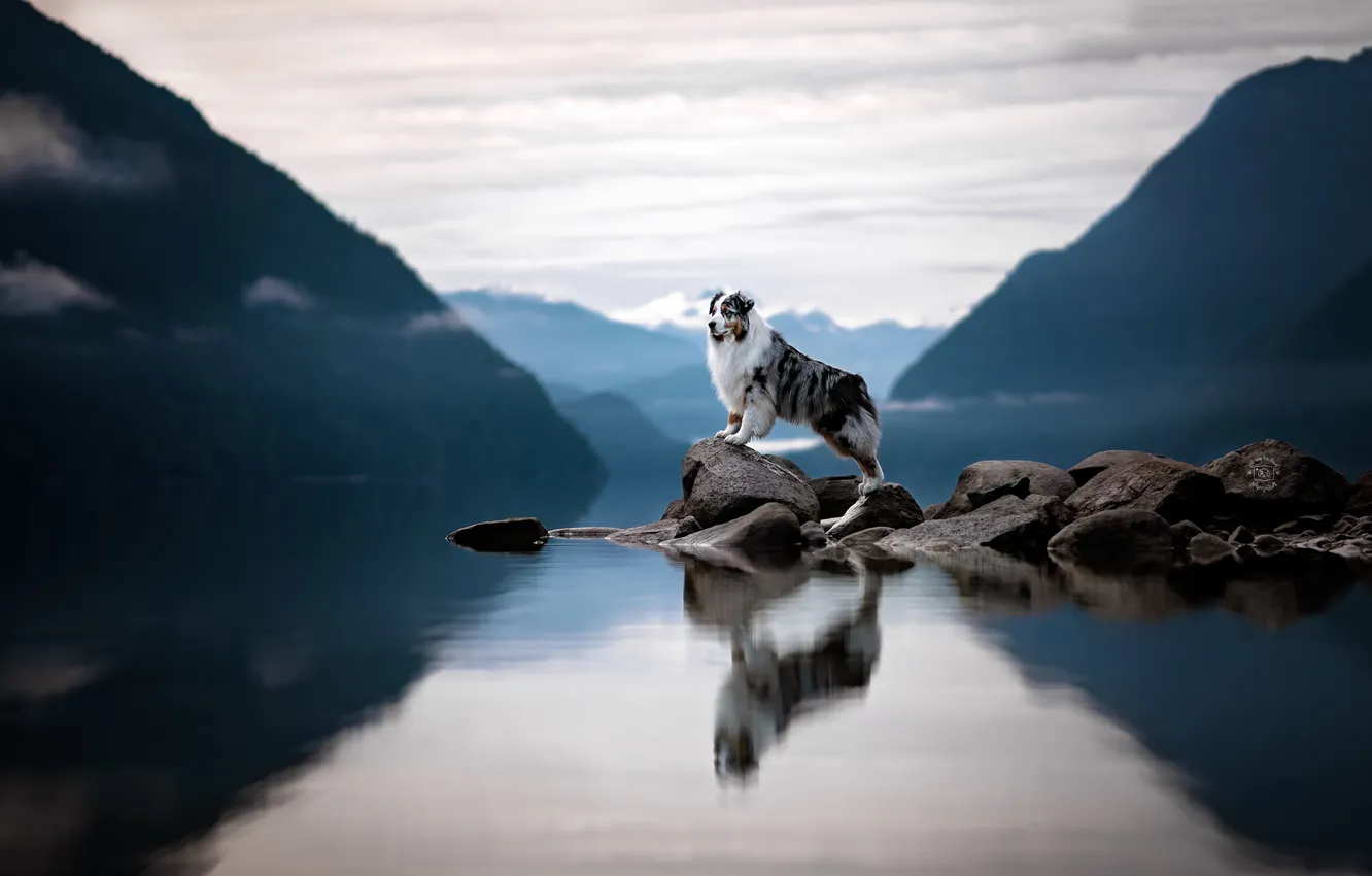 Photo wallpaper mountains, reflection, stones, dog, pond, Aussie