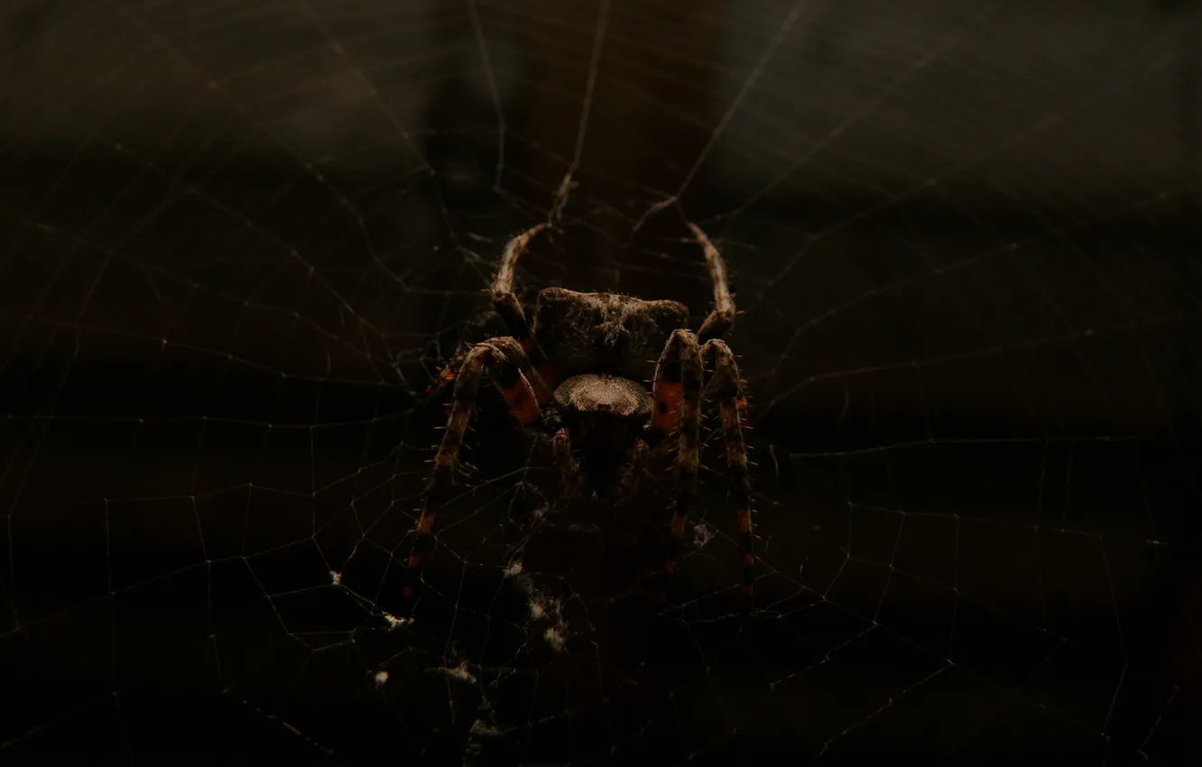 Photo wallpaper spider, dark, macro, spider web