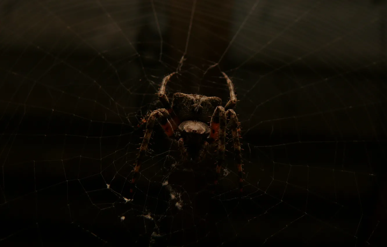 Photo wallpaper dark, macro, Spider, spider web