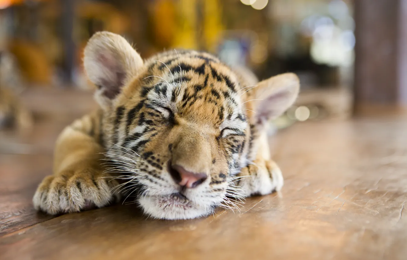 Photo wallpaper tiger, sleep, baby, sleeping, floor, lies, face, bokeh