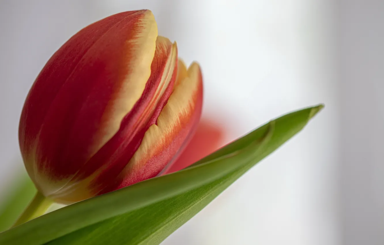 Photo wallpaper flower, macro, Tulip