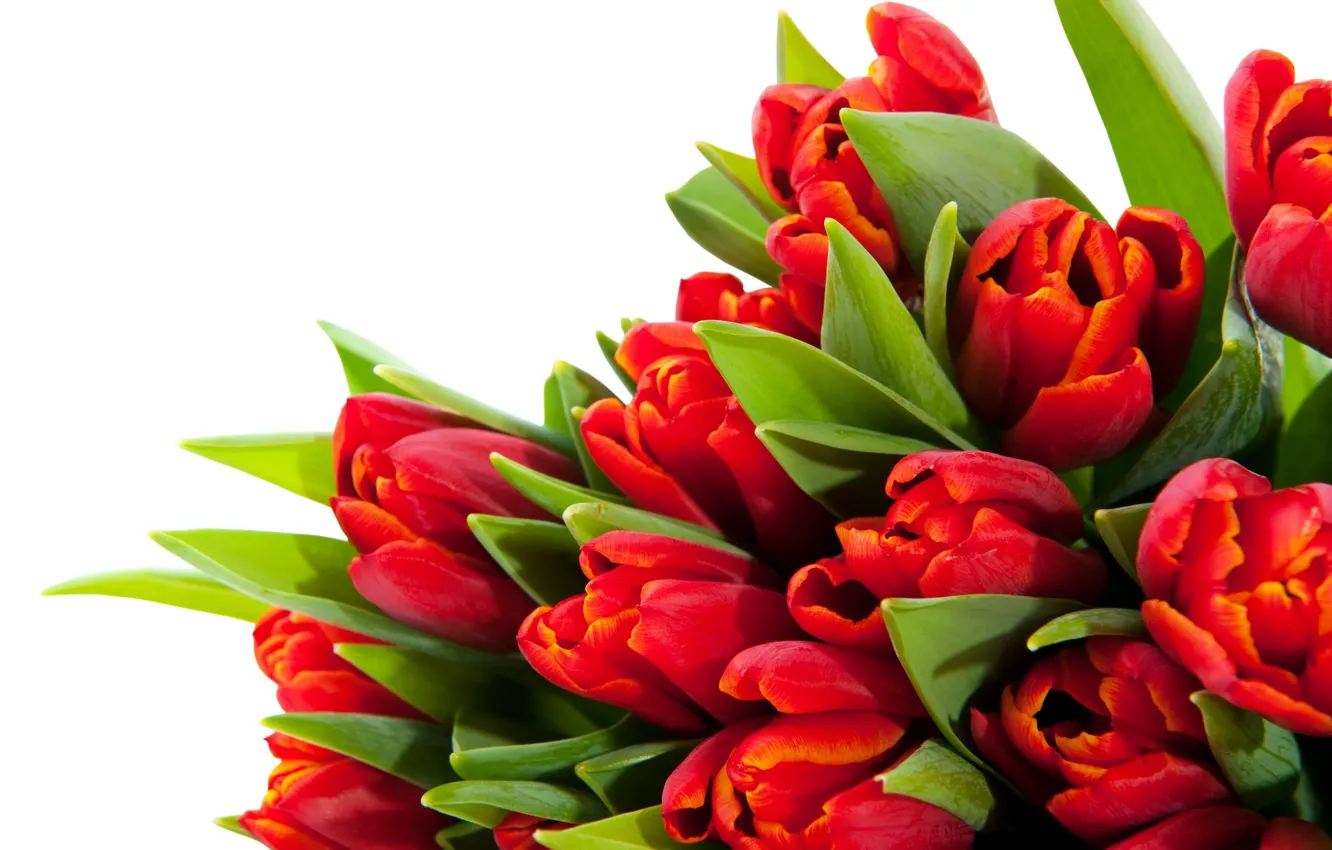 Photo wallpaper leaves, flowers, stems, bright, beauty, petals, tulips, red