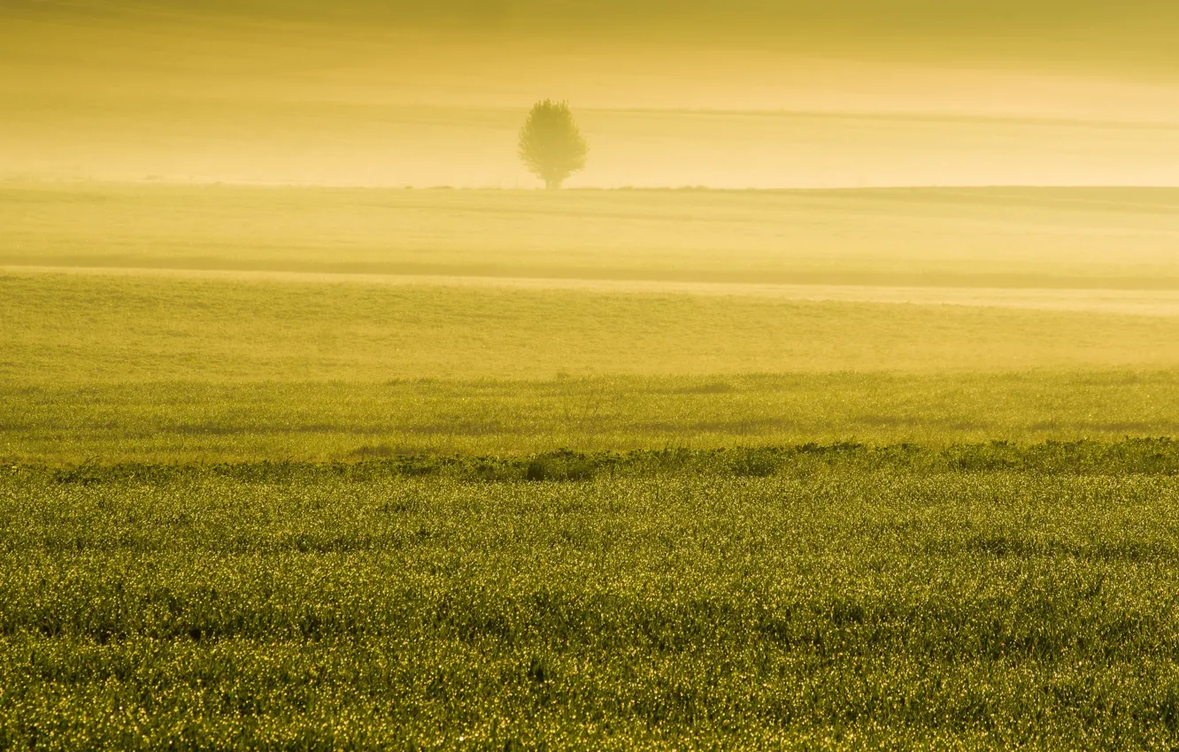 Photo wallpaper field, fog, spring, morning