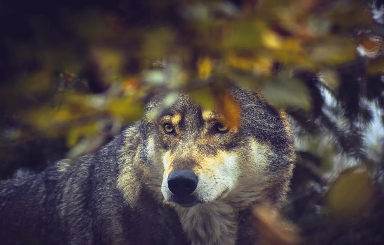 Photo wallpaper autumn, look, face, grey, foliage, wolf, portrait, bokeh