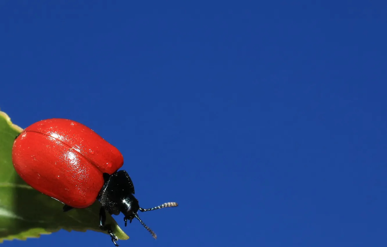 Photo wallpaper the sky, leaves, beetle, insect