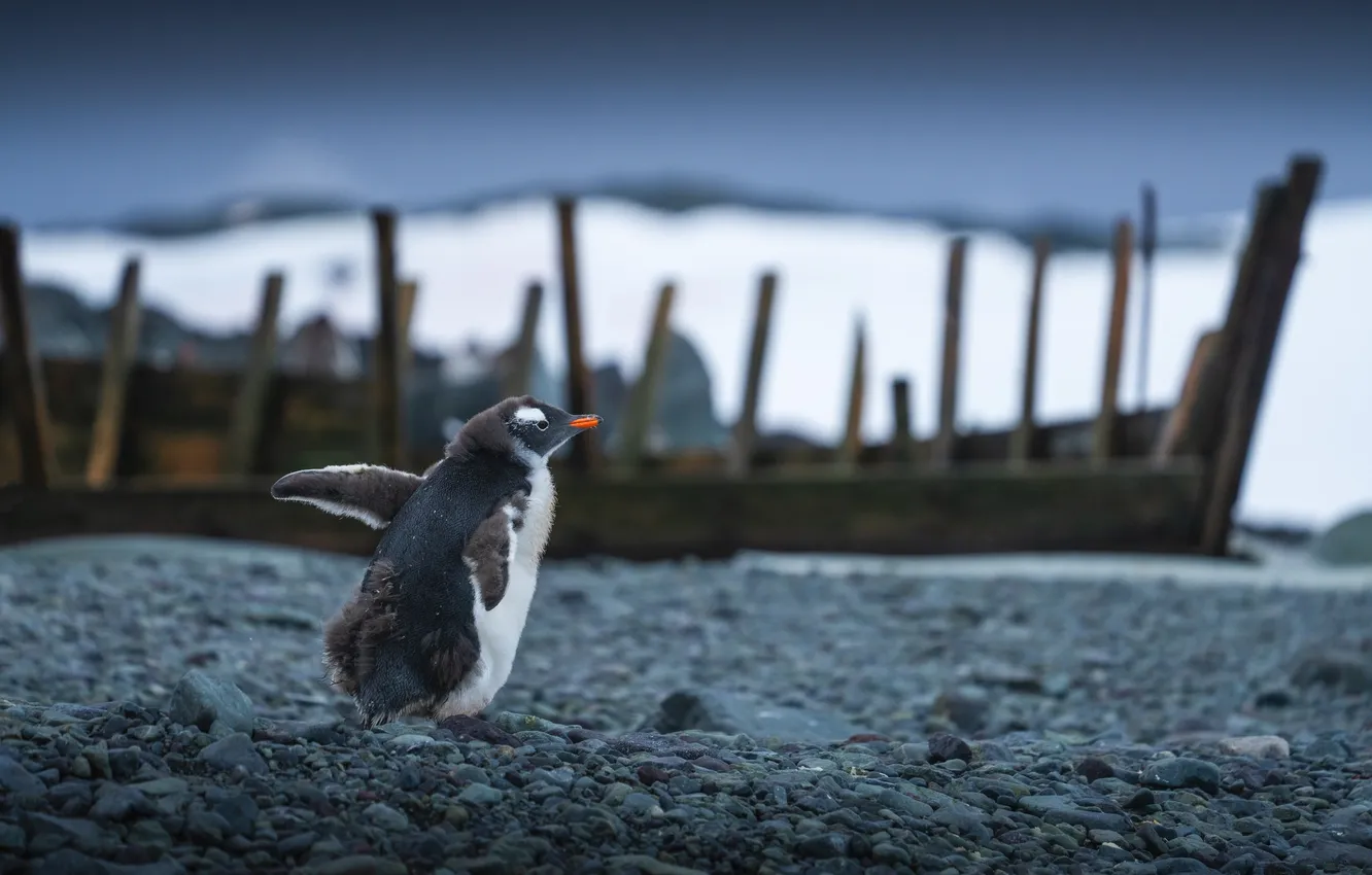 Photo wallpaper bird, Chicks, Antarctica, Antarctic penguin