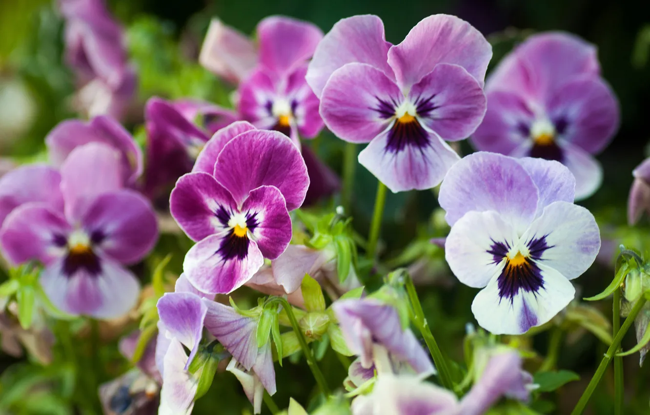 Photo wallpaper flowers, gentle, Pansy, viola