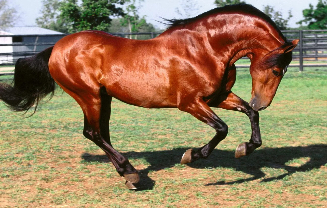 Photo wallpaper horse, beautiful, hooves