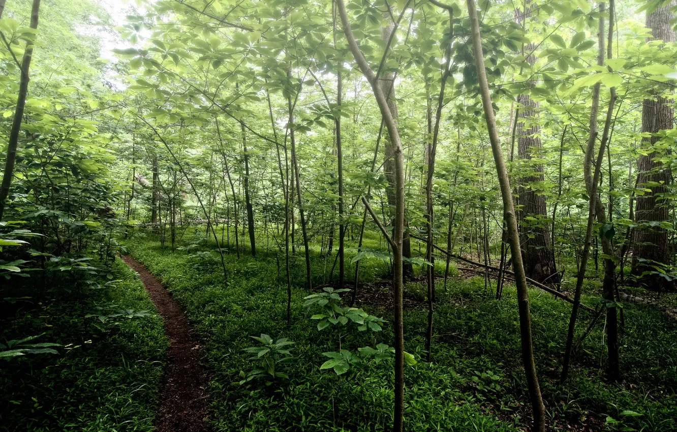 Photo wallpaper forest, summer, nature