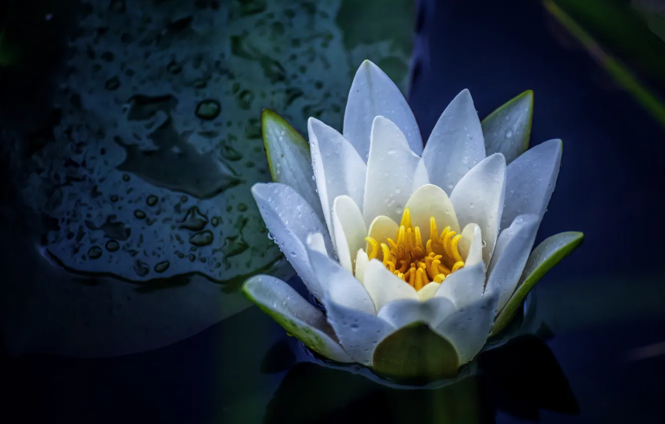 Photo wallpaper macro, flowers, Nymphaea