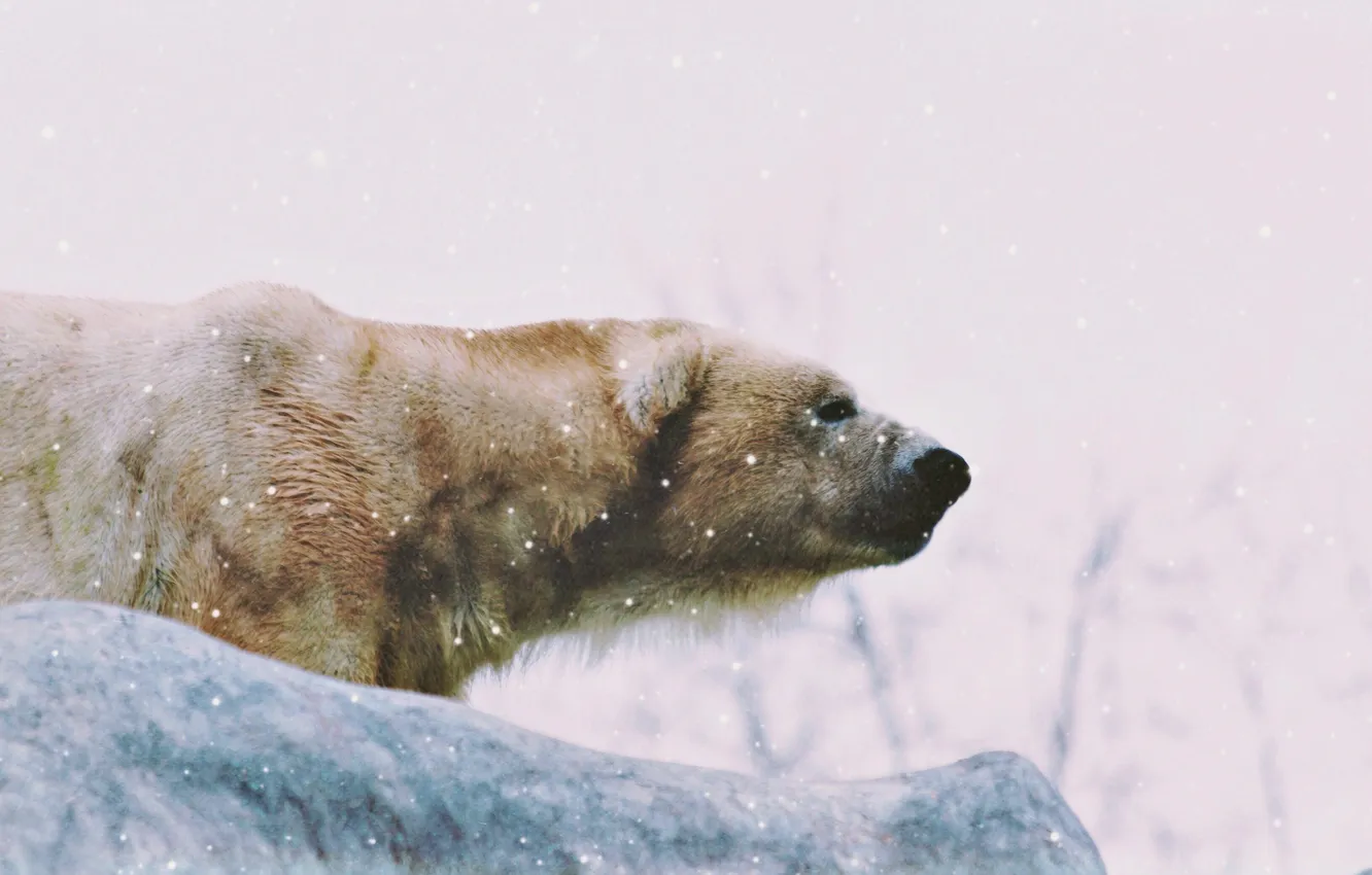 Photo wallpaper winter, snow, bear, hunting