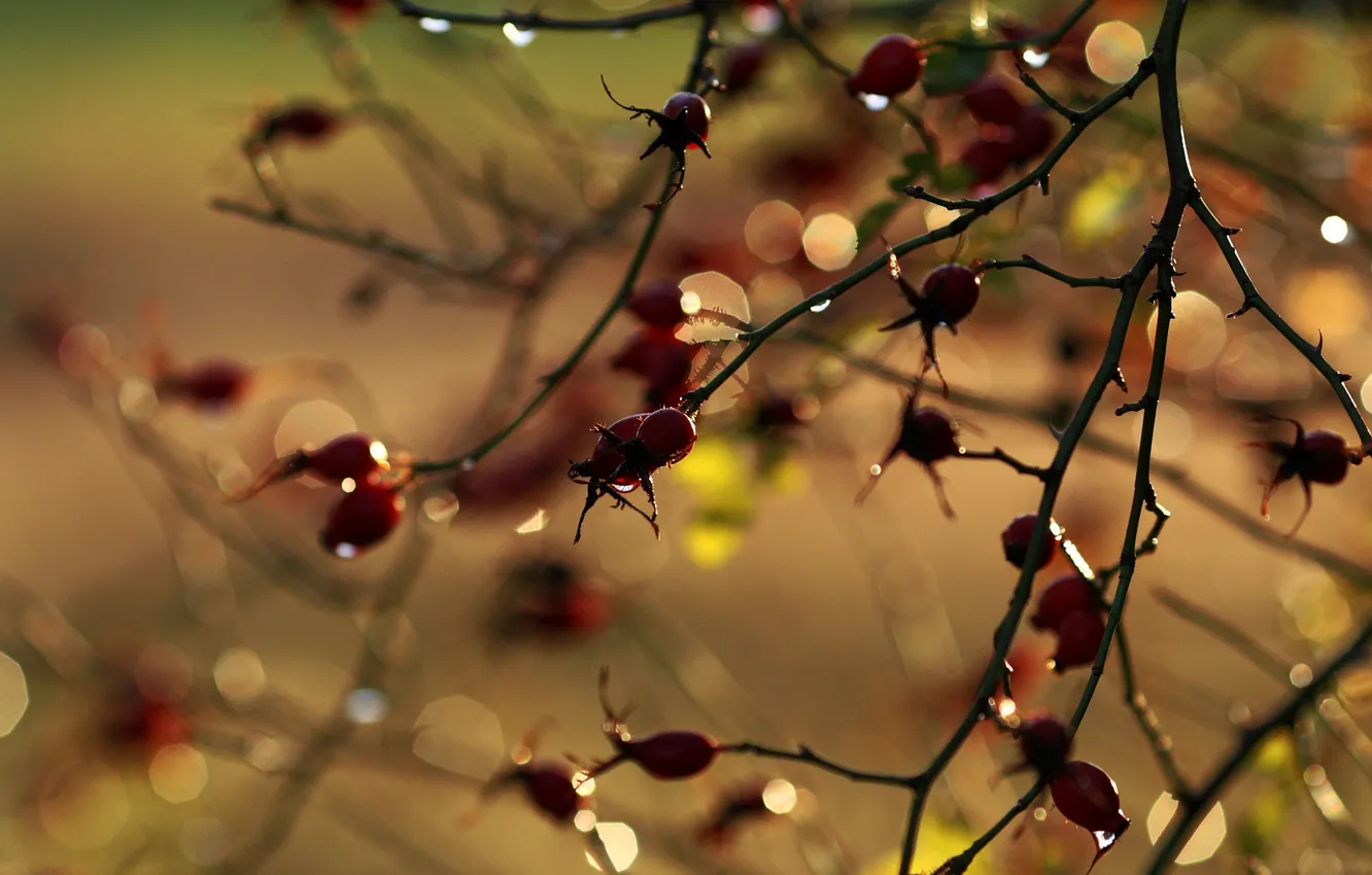 Photo wallpaper macro, branches, photo, background, branch, Wallpaper, blur, briar