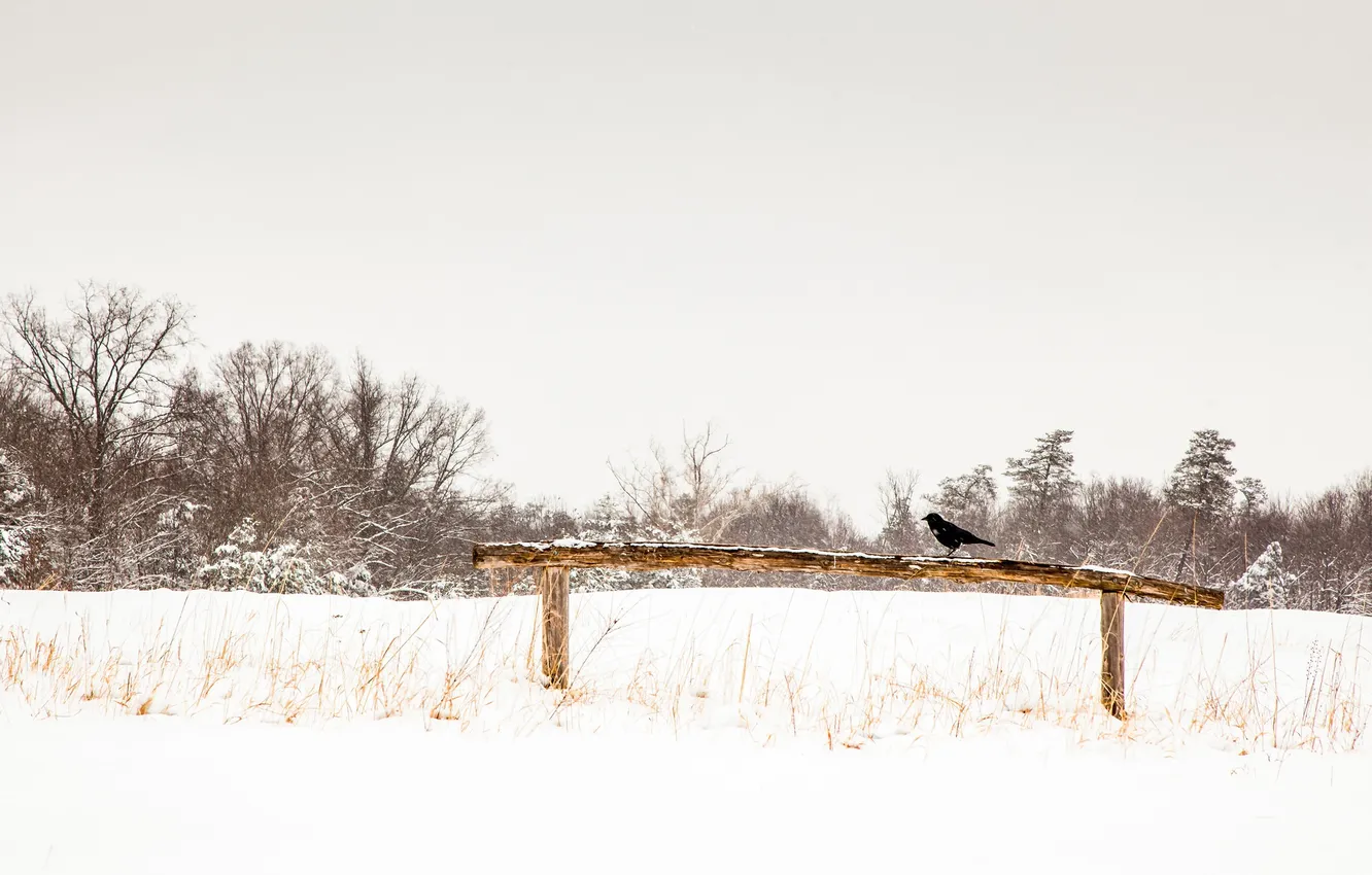 Photo wallpaper winter, the sky, snow, crows