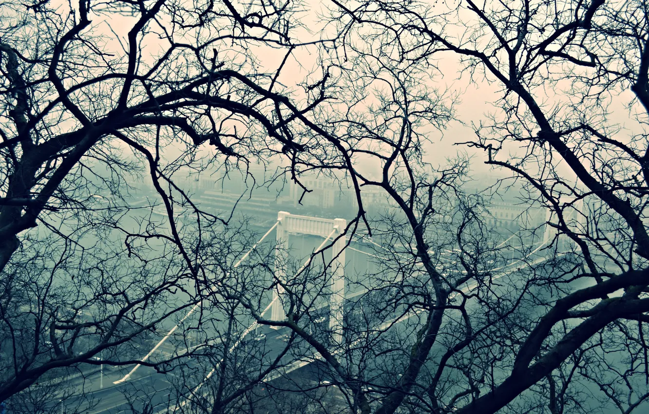 Photo wallpaper trees, the city, Budapest