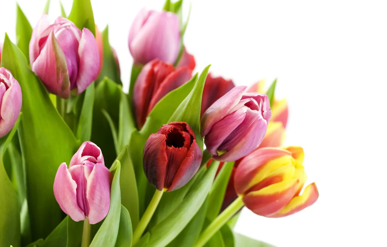 Photo wallpaper greens, leaves, flowers, yellow, red, plant, tulips, white background