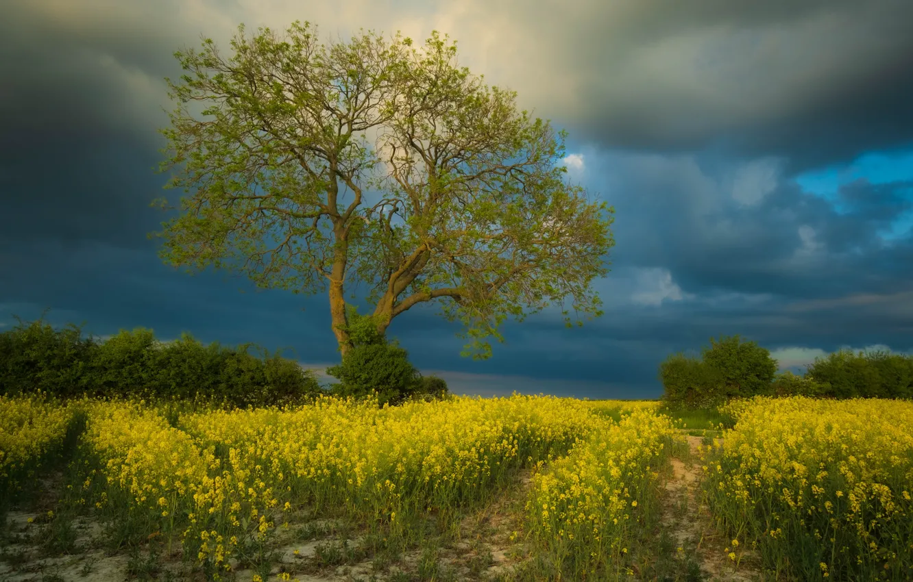 Photo wallpaper road, field, summer, the sky, clouds, trees, flowers, yellow